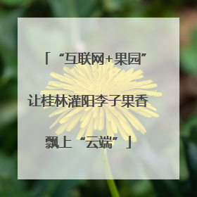 “互联网+果园”让桂林灌阳李子果香飘上“云端”