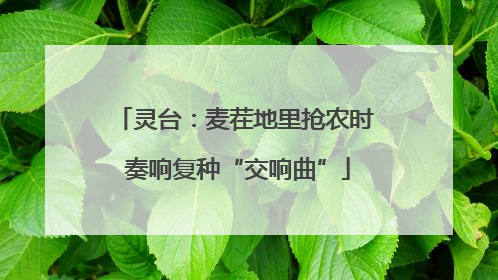 灵台：麦茬地里抢农时 奏响复种“交响曲”