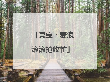 灵宝：麦浪滚滚抢收忙