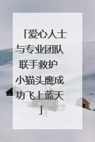 爱心人士与专业团队联手救护 小猫头鹰成功飞上蓝天