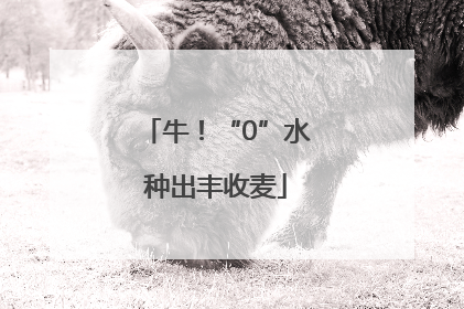 牛！“0”水种出丰收麦