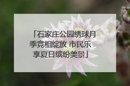 石家庄公园绣球月季竞相绽放 市民乐享夏日缤纷美景