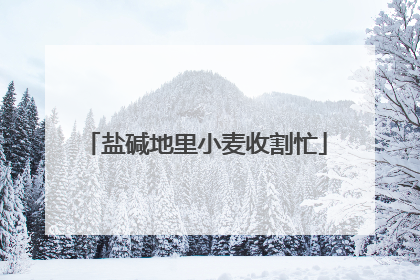 盐碱地里小麦收割忙