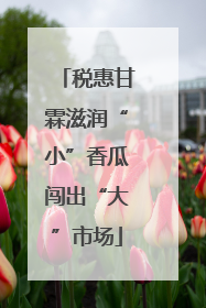 税惠甘霖滋润“小”香瓜闯出“大”市场