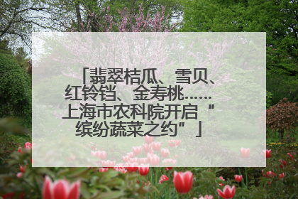 翡翠桔瓜、雪贝、红铃铛、金寿桃……上海市农科院开启“缤纷蔬菜之约”