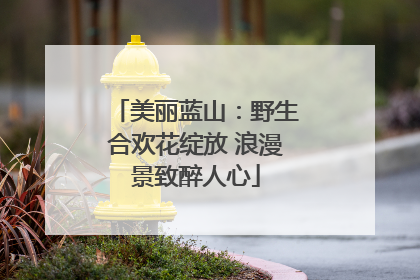 美丽蓝山：野生合欢花绽放 浪漫景致醉人心