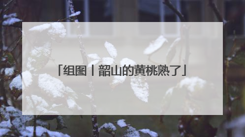 组图丨韶山的黄桃熟了
