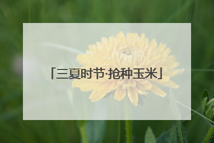 三夏时节·抢种玉米