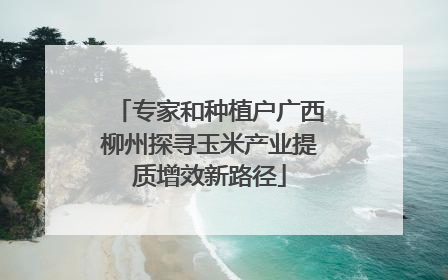 专家和种植户广西柳州探寻玉米产业提质增效新路径
