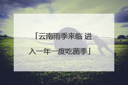 云南雨季来临 进入一年一度吃菌季