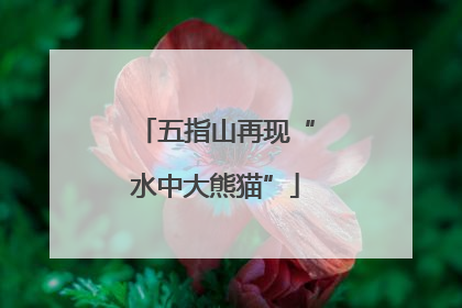 五指山再现“水中大熊猫”