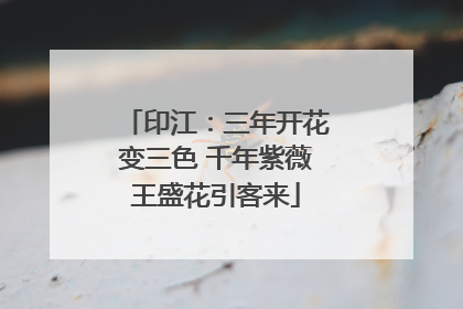 印江：三年开花变三色 千年紫薇王盛花引客来