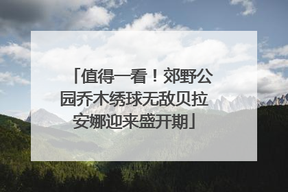 值得一看！郊野公园乔木绣球无敌贝拉安娜迎来盛开期