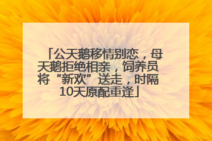 公天鹅移情别恋，母天鹅拒绝相亲，饲养员将“新欢”送走，时隔10天原配重逢