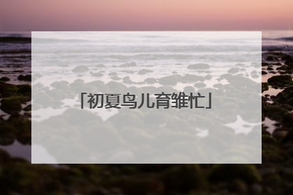 初夏鸟儿育雏忙