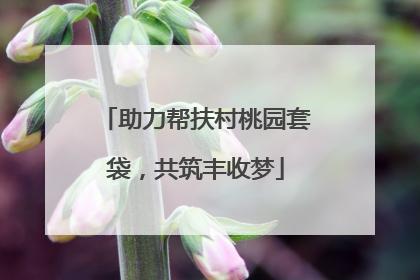 助力帮扶村桃园套袋，共筑丰收梦