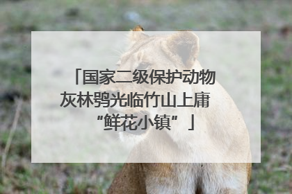 国家二级保护动物灰林鸮光临竹山上庸“鲜花小镇”