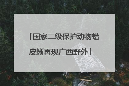 国家二级保护动物蜡皮蜥再现广西野外