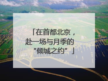 在首都北京，赴一场与月季的“倾城之约”