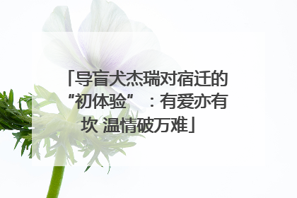 导盲犬杰瑞对宿迁的“初体验”：有爱亦有坎 温情破万难