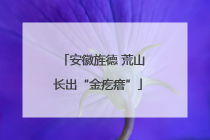 安徽旌德 荒山长出“金疙瘩”