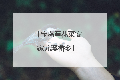 宝岛黄花菜安家尤溪畲乡