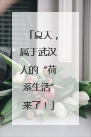 夏天，属于武汉人的“荷系生活”来了！