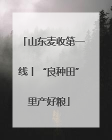 山东麦收第一线丨“良种田”里产好粮