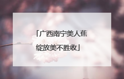广西南宁美人蕉绽放美不胜收