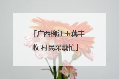 广西柳江玉藕丰收 村民采藕忙
