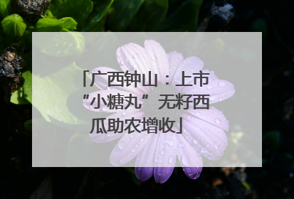 广西钟山：上市“小糖丸”无籽西瓜助农增收