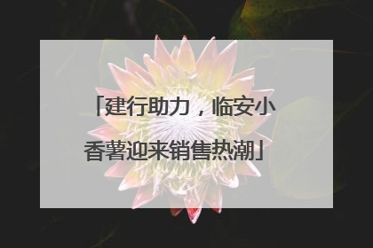 建行助力，临安小香薯迎来销售热潮