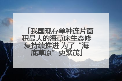 我国现存单种连片面积最大的海草床生态修复持续推进 为了“海底草原”更繁茂