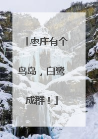 枣庄有个鸟岛，白鹭成群！