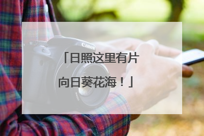 日照这里有片向日葵花海！