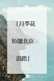 月季花扮靓北京道路