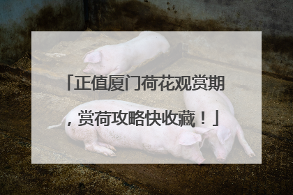 正值厦门荷花观赏期，赏荷攻略快收藏！