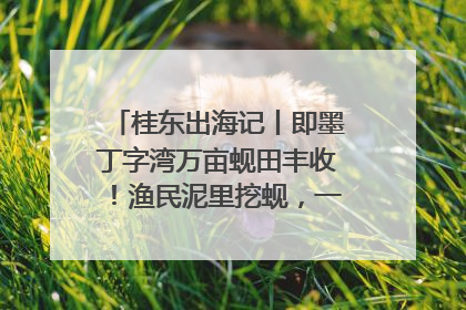 桂东出海记丨即墨丁字湾万亩蚬田丰收！渔民泥里挖蚬，一天上岸过千斤