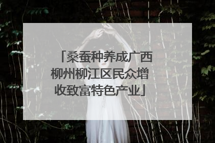 桑蚕种养成广西柳州柳江区民众增收致富特色产业