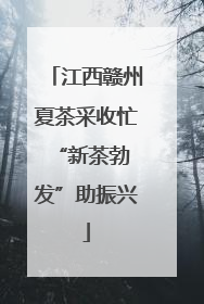 江西赣州夏茶采收忙 “新茶勃发”助振兴
