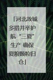 河北故城多措并举护航“三夏”生产 确保夏粮颗粒归仓