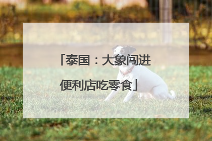 泰国：大象闯进便利店吃零食