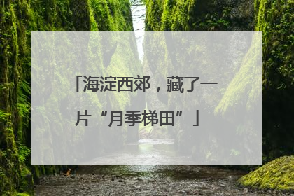 海淀西郊，藏了一片“月季梯田”