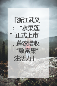 浙江武义：“水果莲”正式上市，莲农增收“致富果”注活力