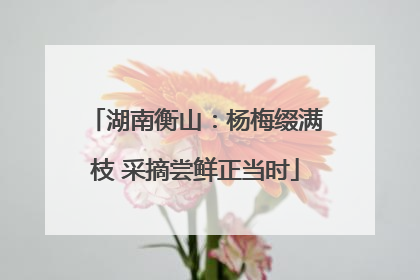 湖南衡山：杨梅缀满枝 采摘尝鲜正当时