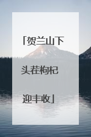 贺兰山下 头茬枸杞迎丰收