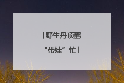 野生丹顶鹤“带娃”忙