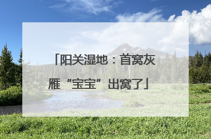 阳关湿地：首窝灰雁“宝宝”出窝了