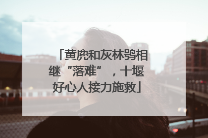 黄麂和灰林鸮相继“落难”，十堰好心人接力施救