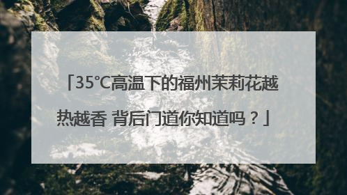 35℃高温下的福州茉莉花越热越香 背后门道你知道吗？